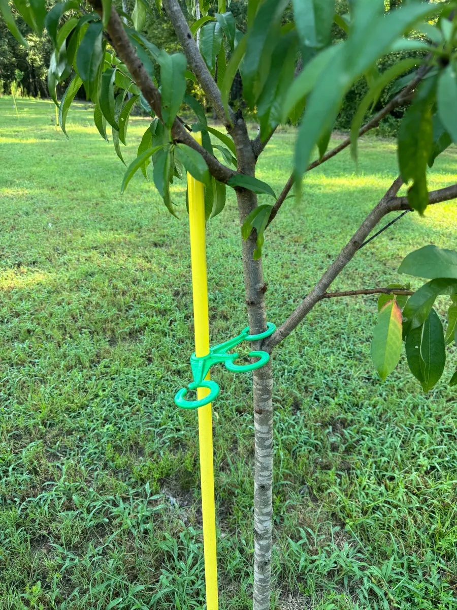 The green cradle holding a young peach tree against a yellow stake