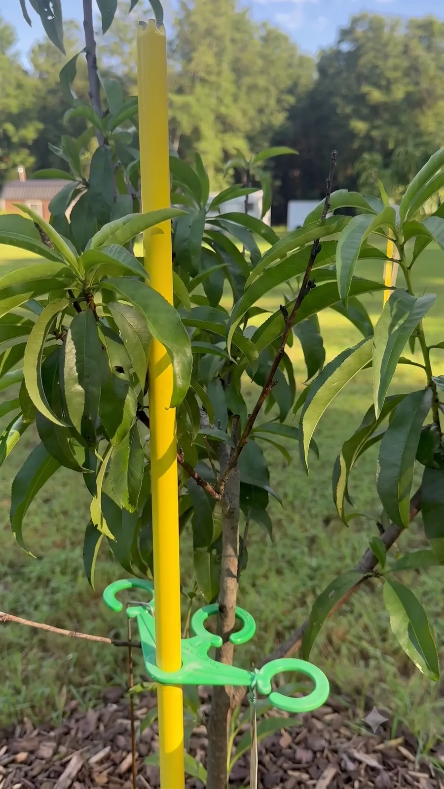 Close view of the cradle clipped around a sapling trunk