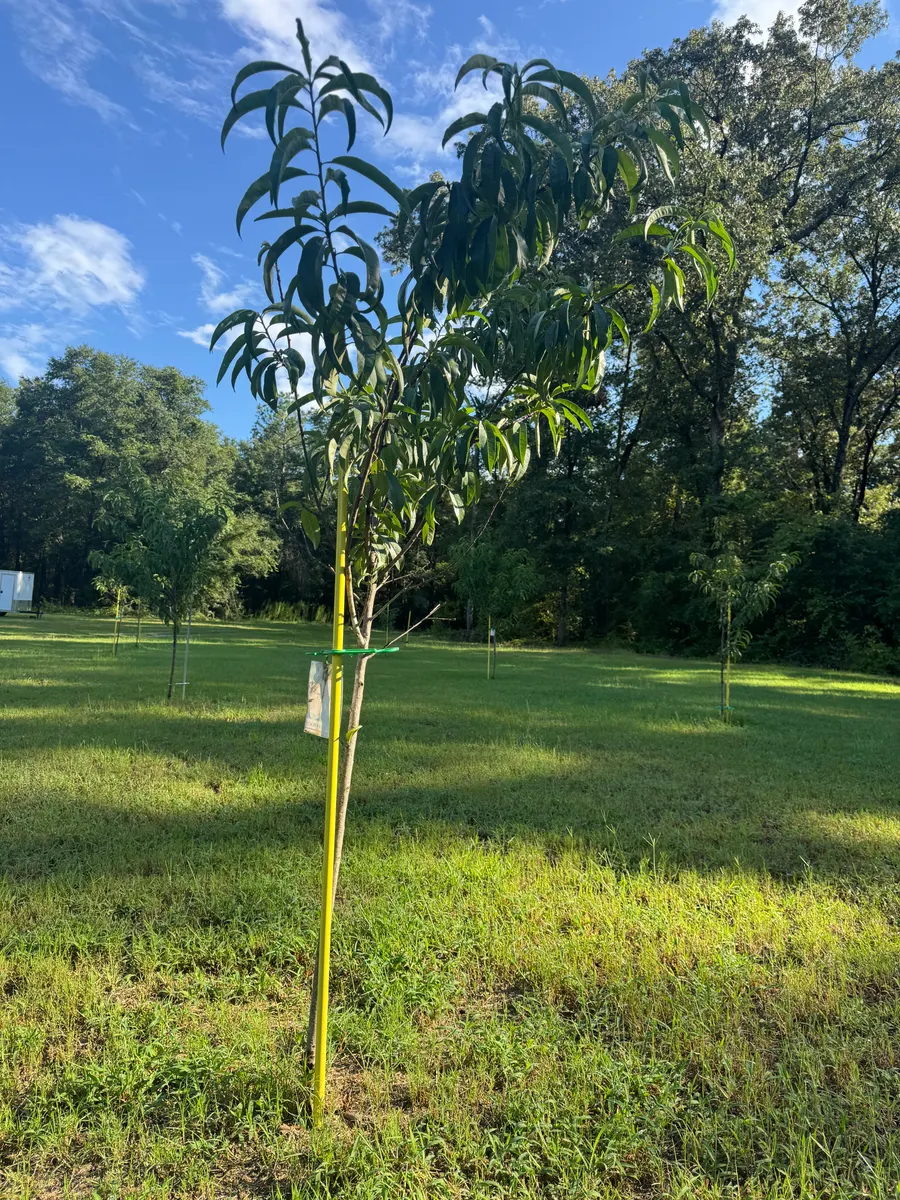 A staked peach sapling standing upright in an open field